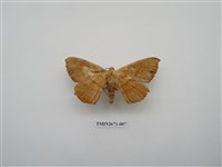 藏品(尺蛾214)的圖片